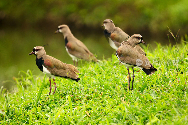 一群南田凫鸟(Vanellus chilensis)在一个郁郁葱葱的绿色田野，哥斯达黎加